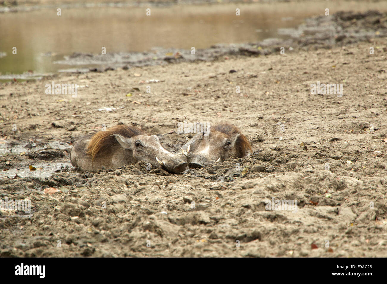 Two warthogs cooling off in the mud Stock Photo