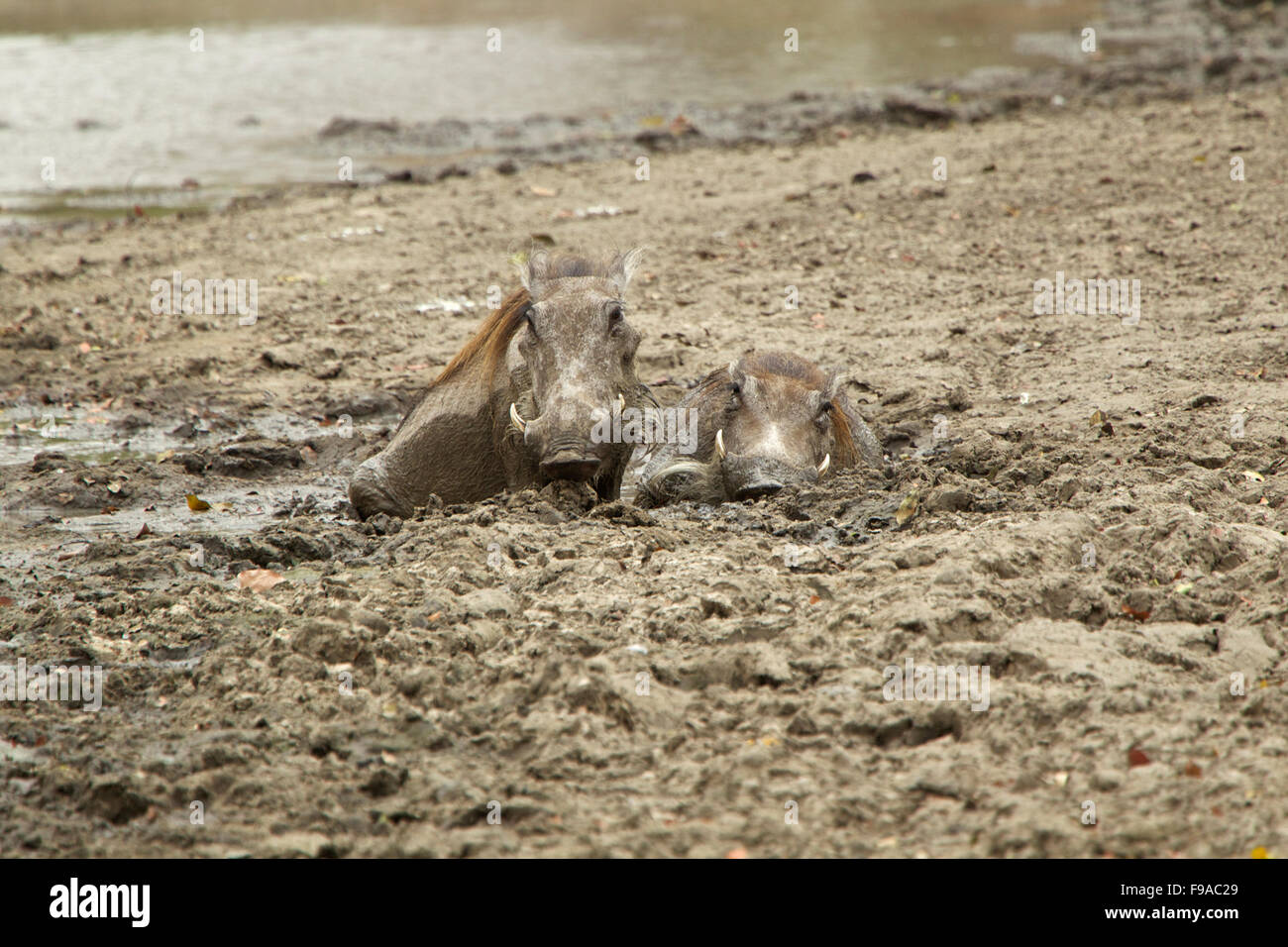 Two warthogs cooling off in the mud Stock Photo