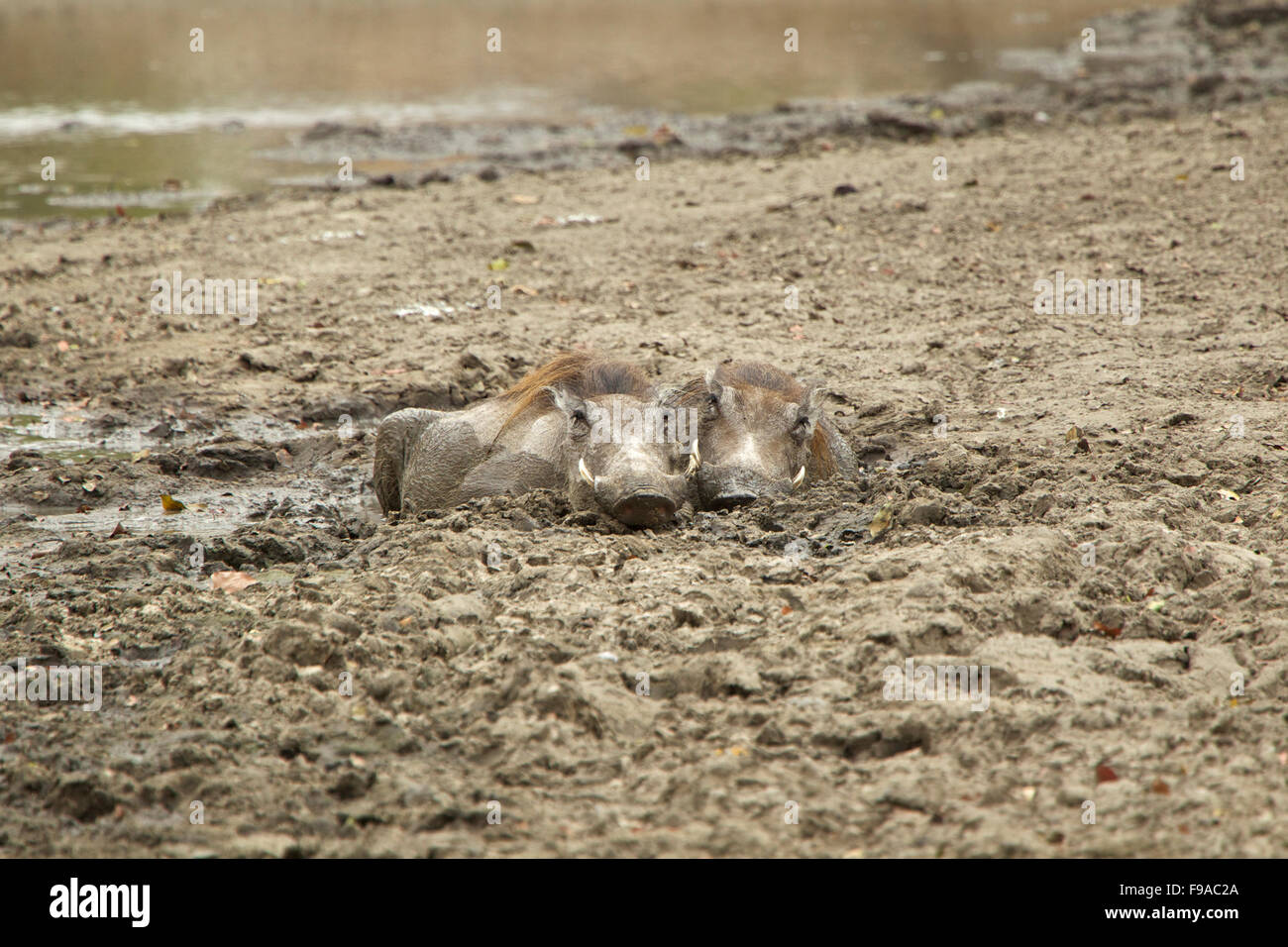 Two warthogs cooling off in the mud Stock Photo