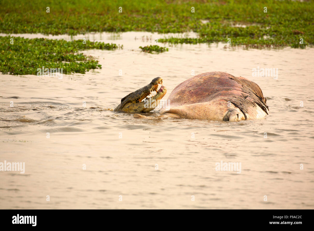 A crocodile feeding on a dead hippo carcass, Mana Pools, Zimbabwe Stock Photo