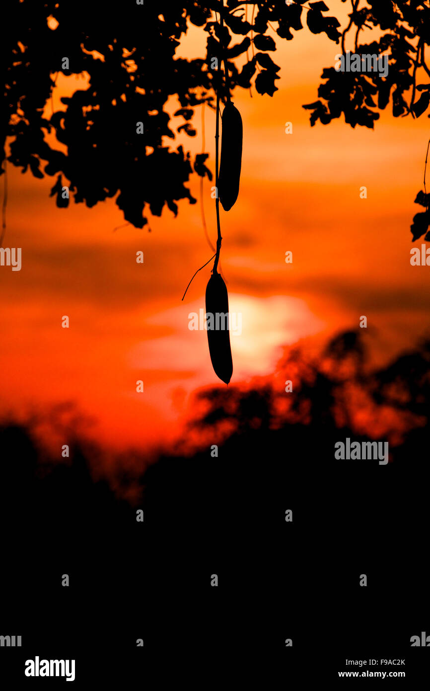 Silhouette of the fruits of a sausage tree, Zimbabwe Stock Photo