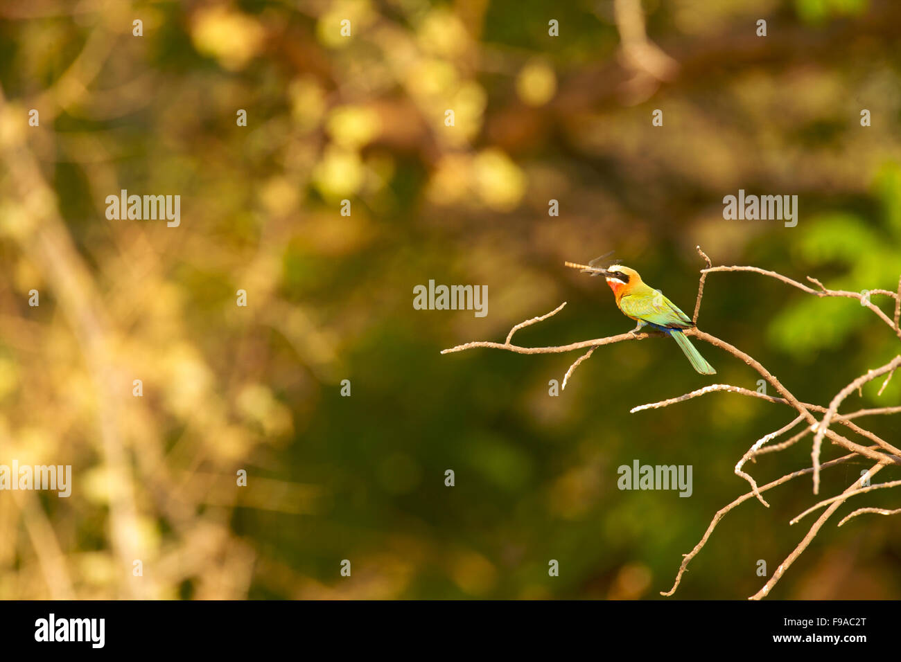 White fronted bee-eater, Mana Pool, Zimbabwe Stock Photo