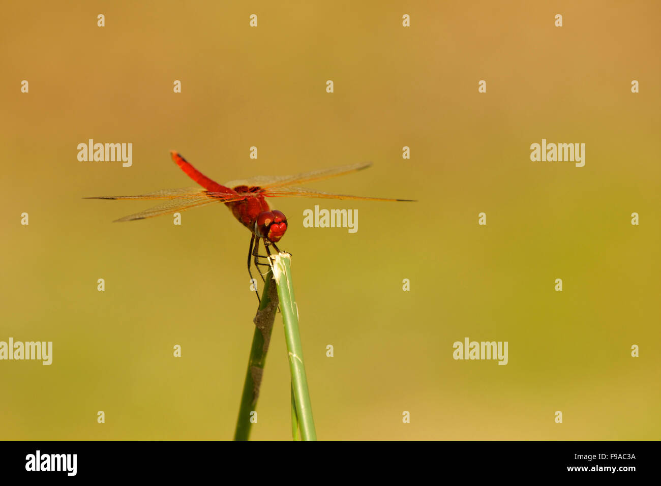Close-up of a dragonfly on a reed stem, Mana Pool, Zimbabwe Stock Photo