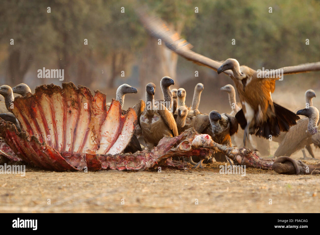 White backed vultures feasting on a remains of a carcass, Mana Pool, Zimbabwe Stock Photo