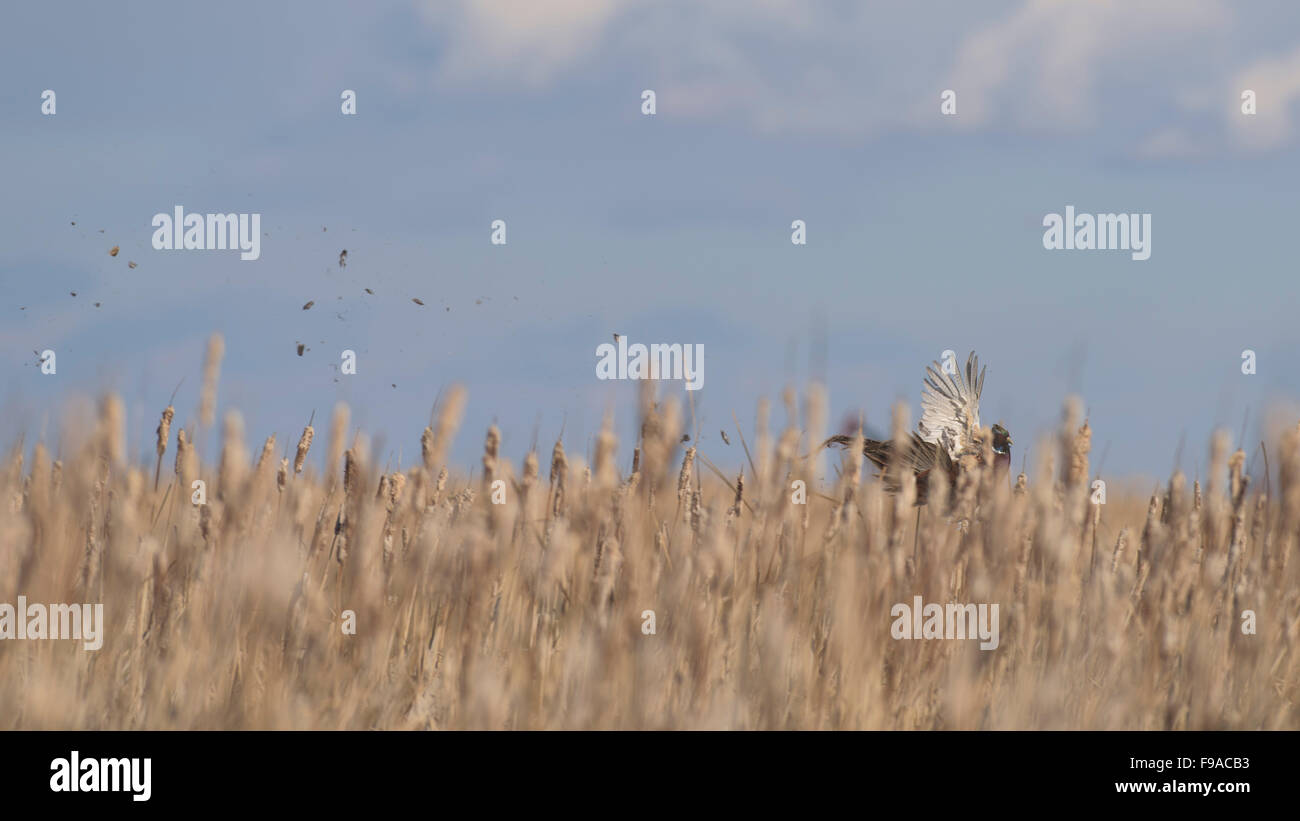 Pheasant Falling Pheasant falling hi-res stock photography and images - Alamy