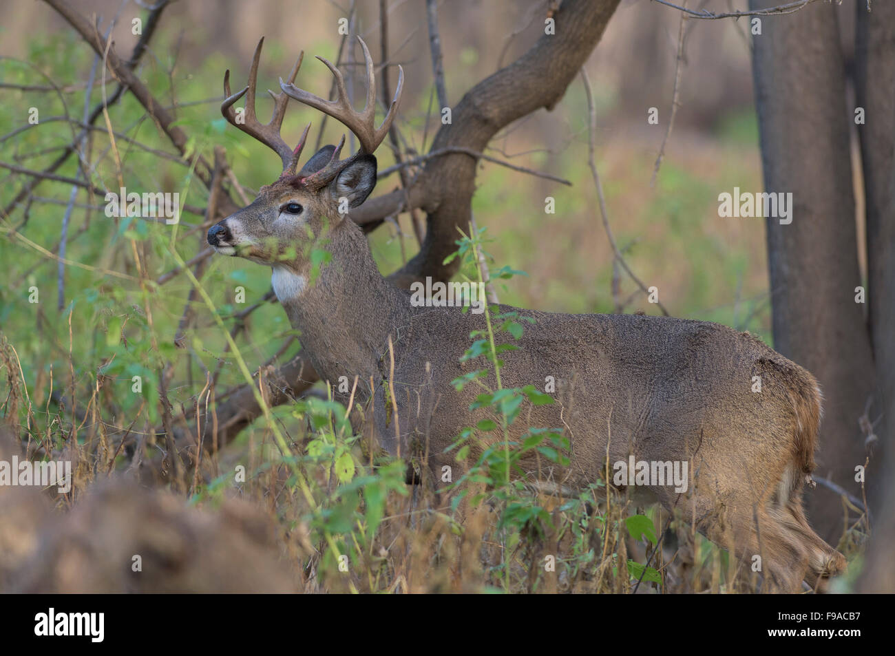 Deer Rut Minnesota A Large Whitetail Buck during the rut in Minnesota Stock Photo - Alamy