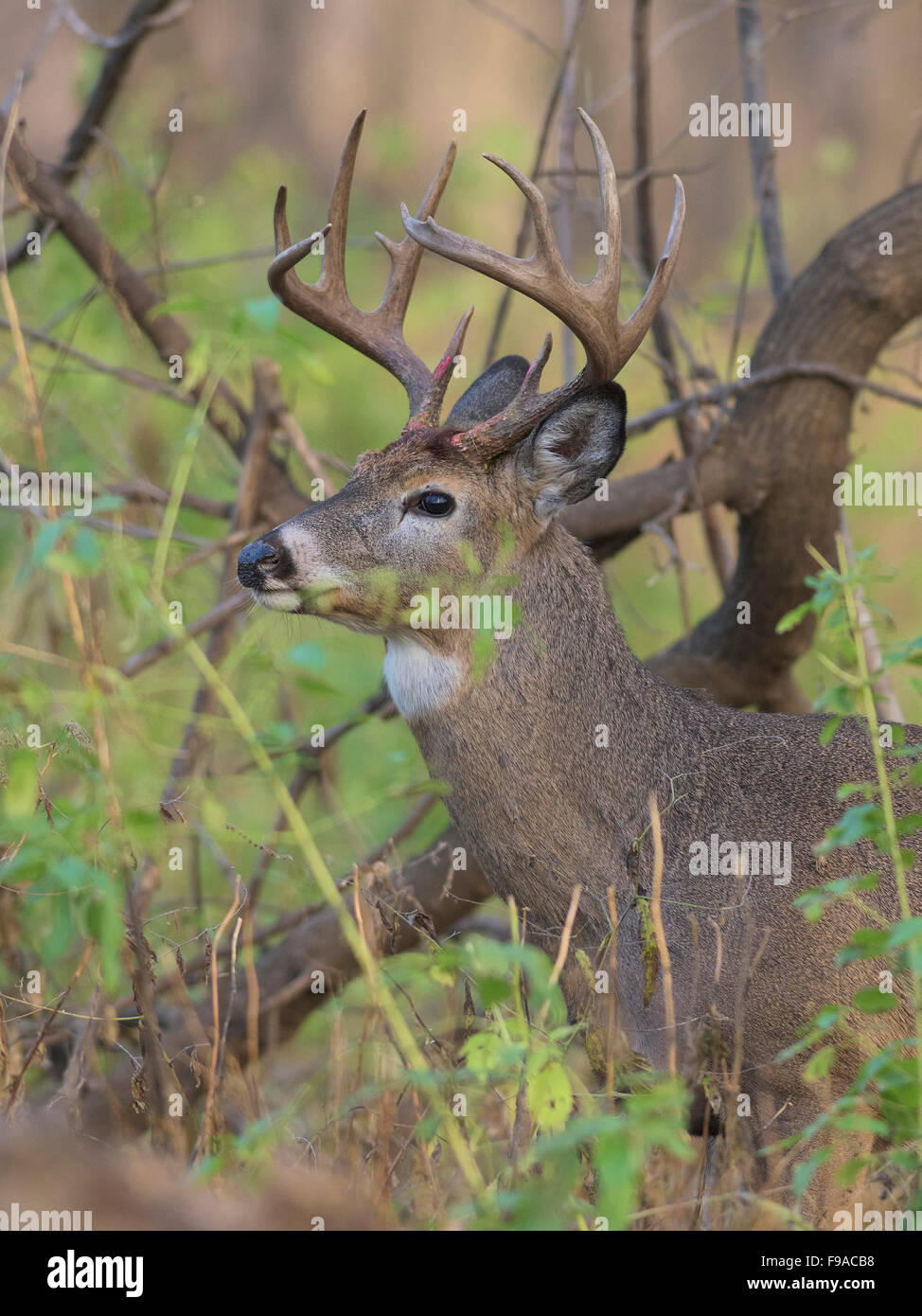 Deer Rut Minnesota A Large Whitetail Buck during the rut in Minnesota Stock Photo - Alamy