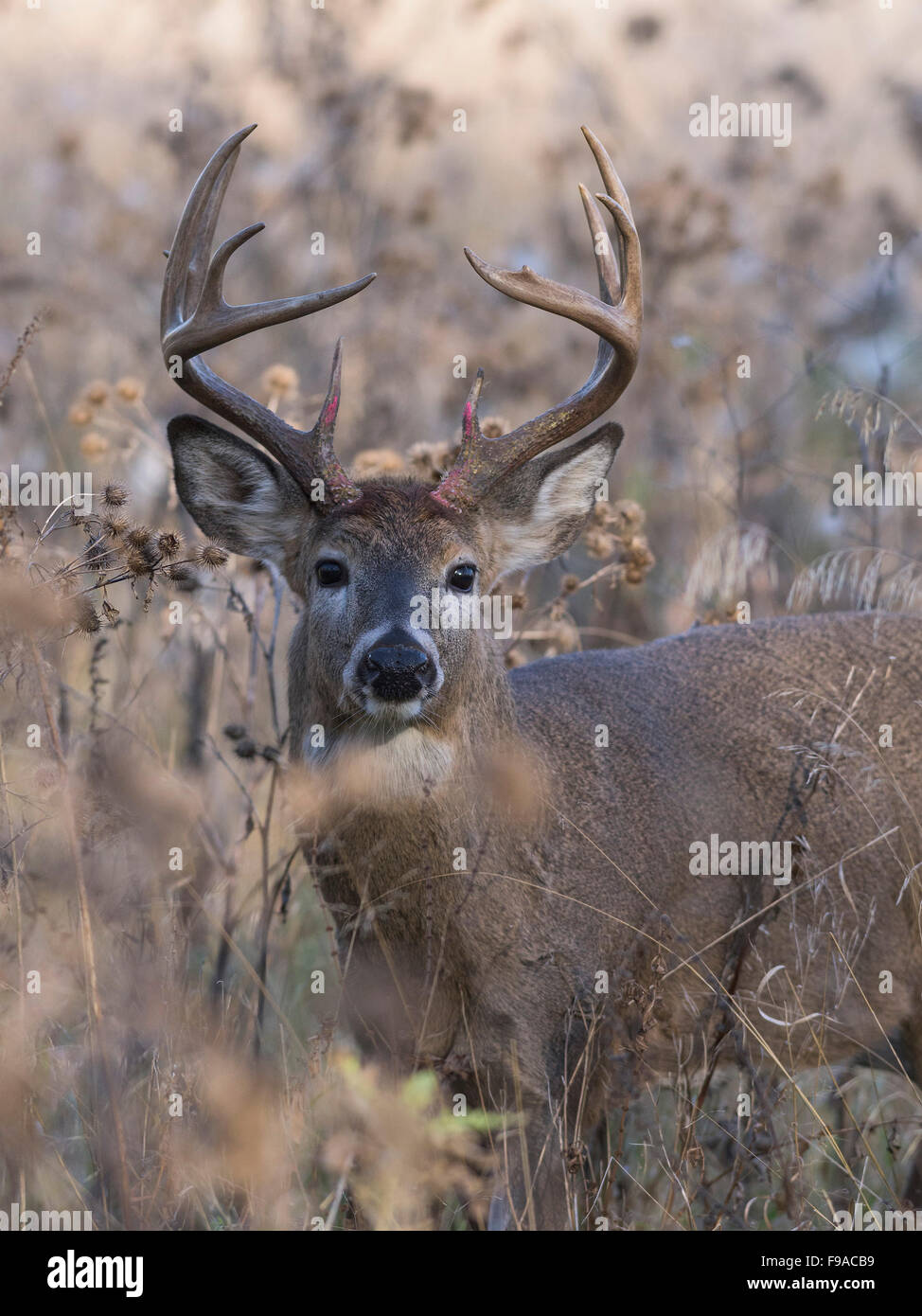 A Large Whitetail Buck during the rut in Minnesota Stock Photo Alamy