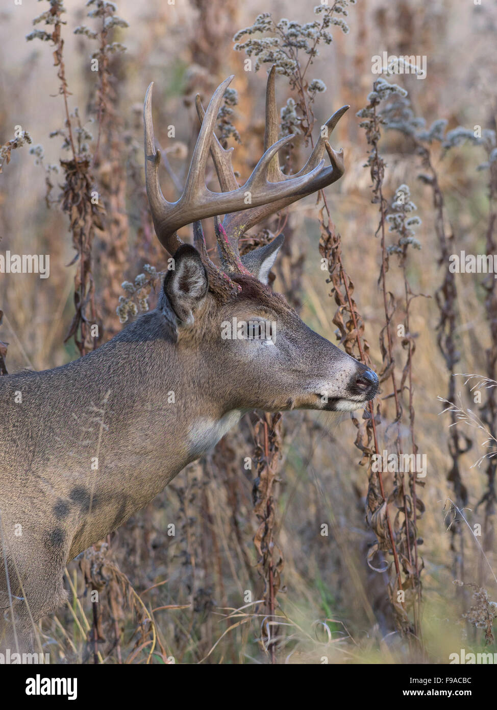 Deer Rut Minnesota A Large Whitetail Buck during the rut in Minnesota Stock Photo - Alamy