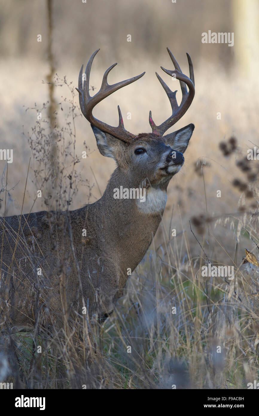Deer Rut Minnesota A Large Whitetail Buck during the rut in Minnesota Stock Photo - Alamy