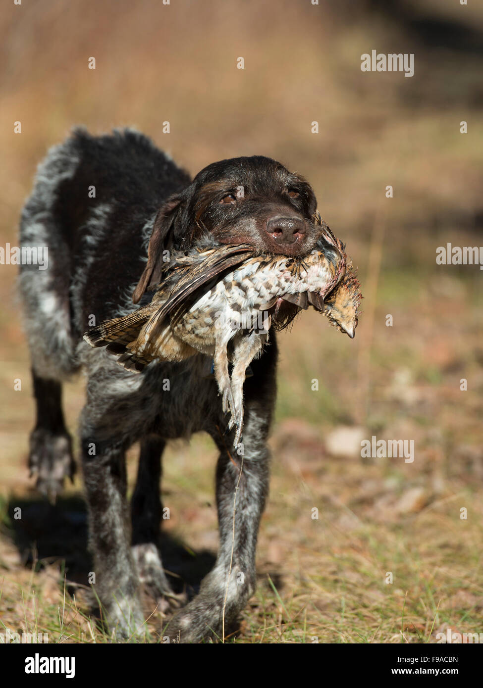 A hunting dog retrieving a Ruffed Grouse Stock Photo Alamy