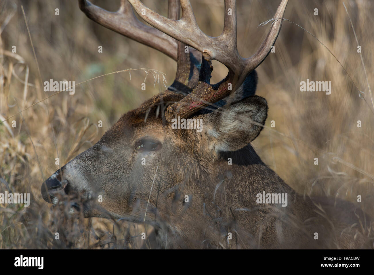 Deer Rut Minnesota A Large Whitetail Buck during the rut in Minnesota Stock Photo - Alamy