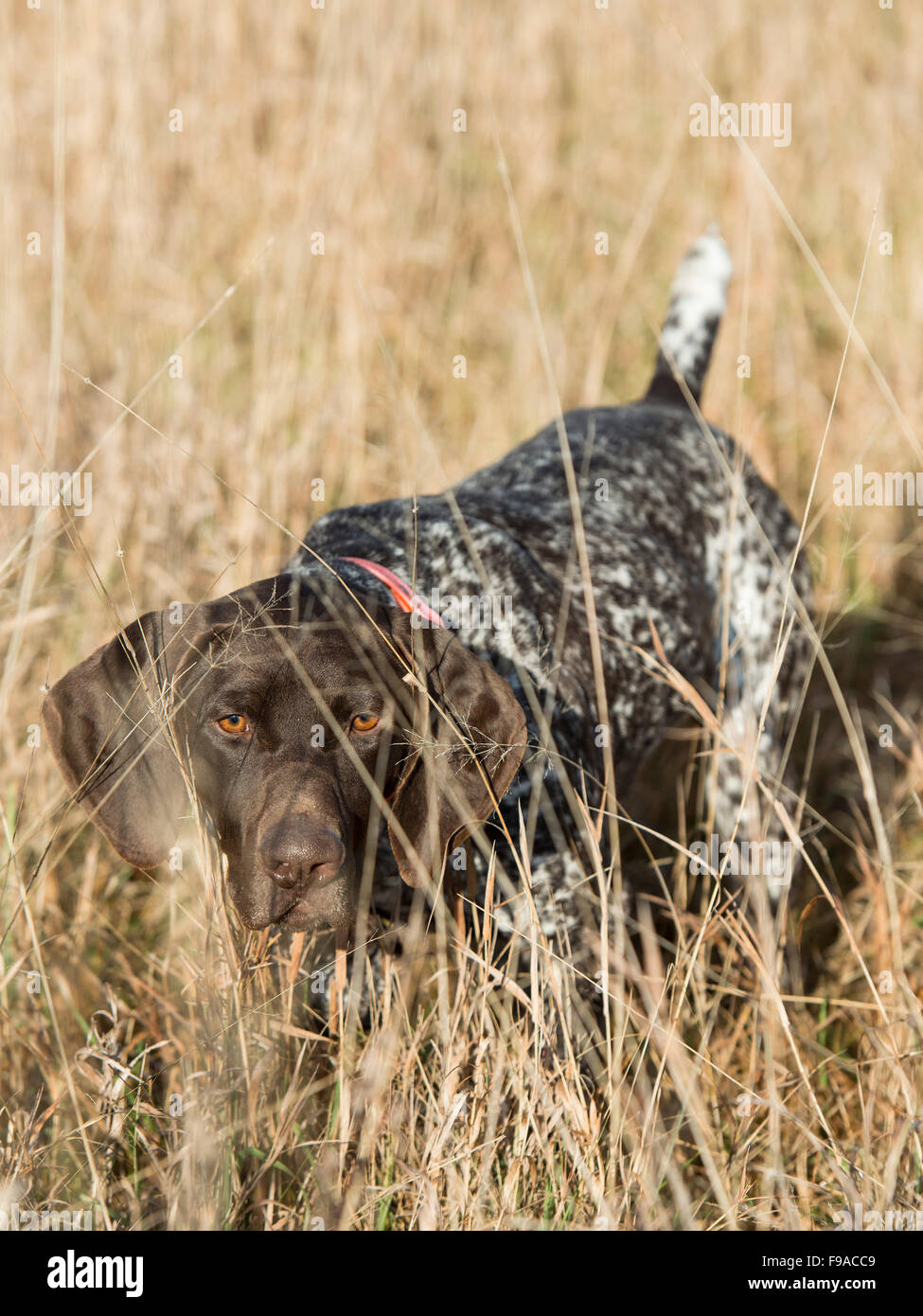 German Shorthair On Point Stock Photo 91813017 Alamy
