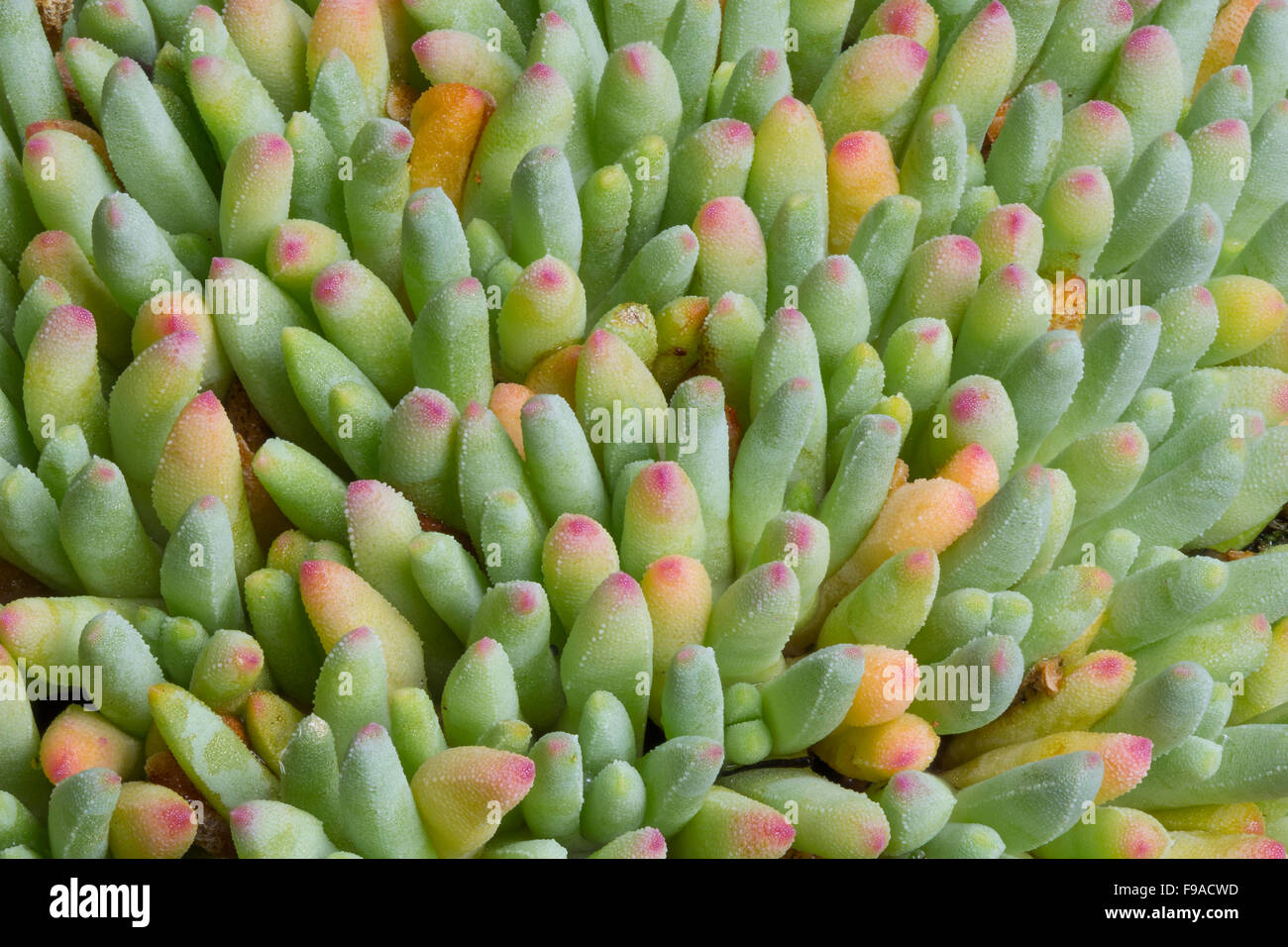 Delosperma sphalmanthoides, South Africa (in cultivation). Focus-stacked image. Stock Photo
