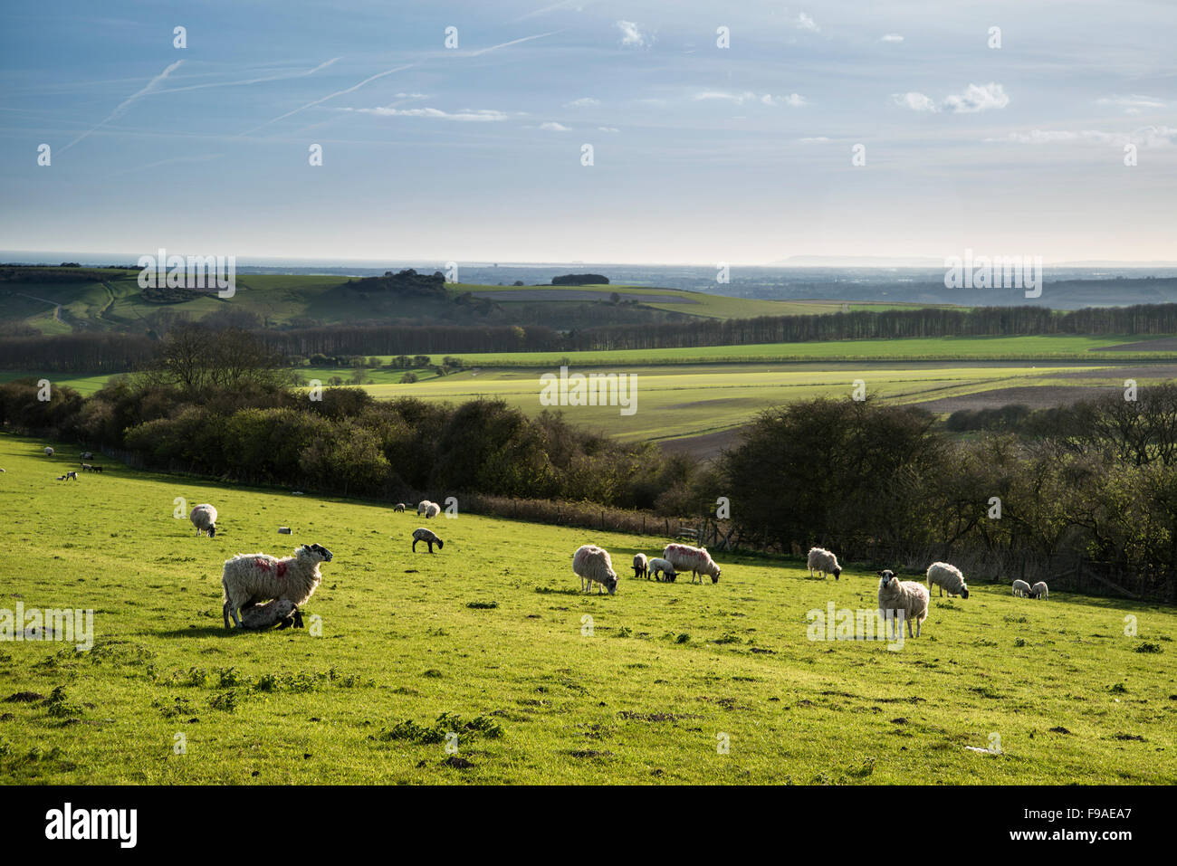 Beautiful landscape image of Spring lambs and sheep in fields during late evening light Stock Photo