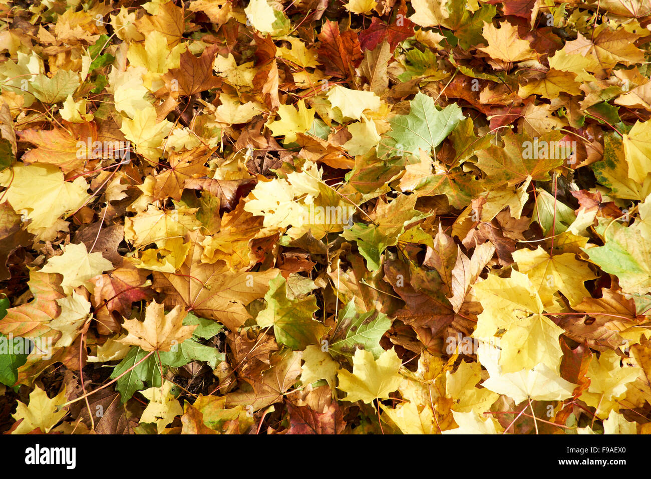 Fallen golden Autumn leaves from a London Plane (Platanus x hispanica) Tree. Stock Photo