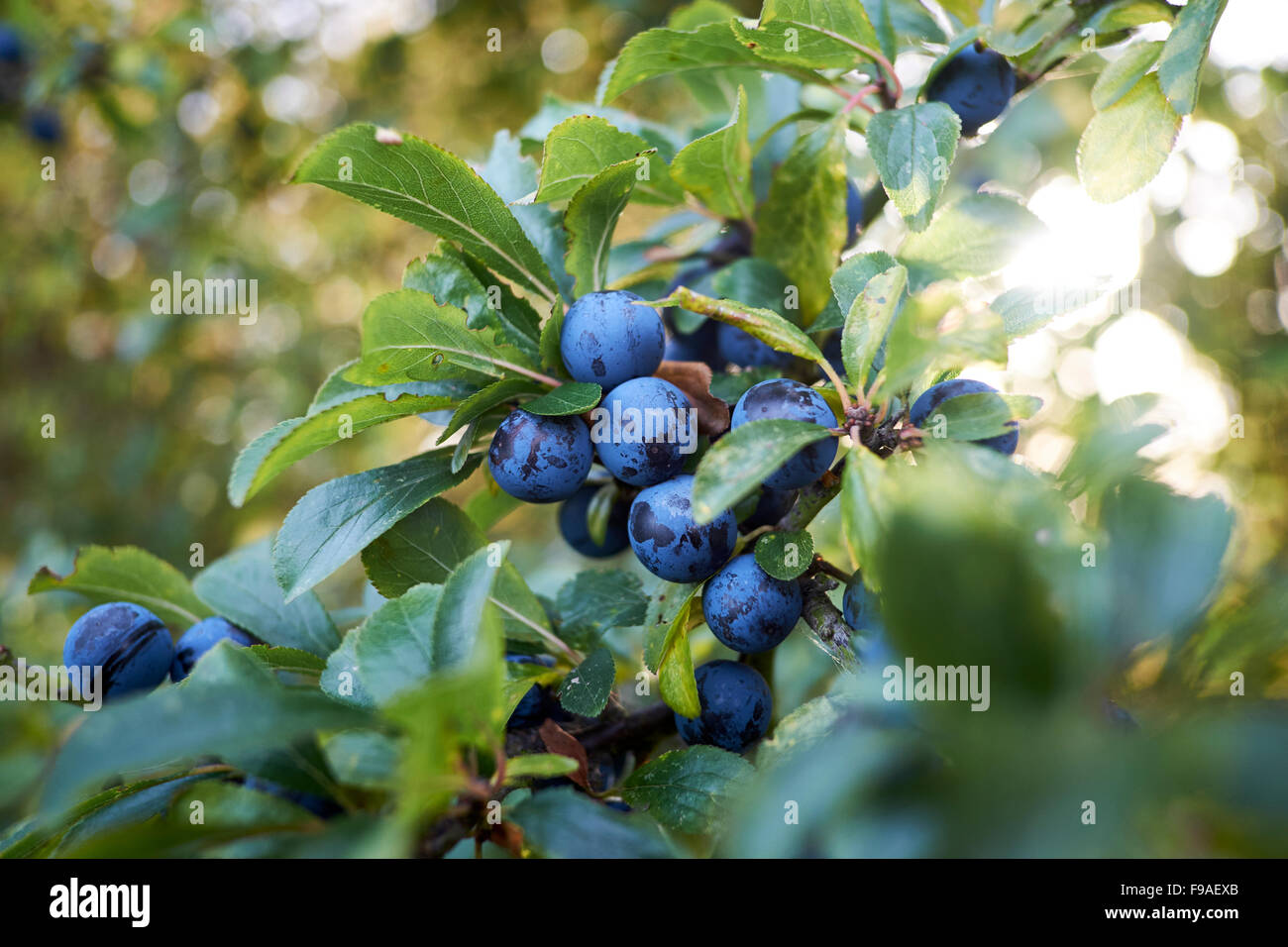 Blackthorn (Prunus spinosa) in fruit with sloes. Stock Photo