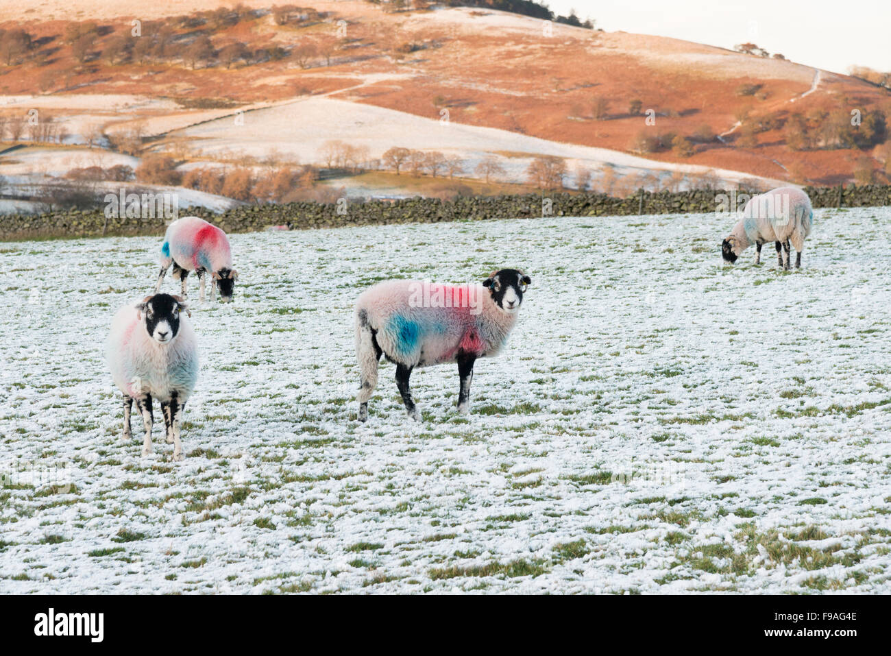 Herdwick sheep in a snowy field in Cumbria UK in winter Stock Photo