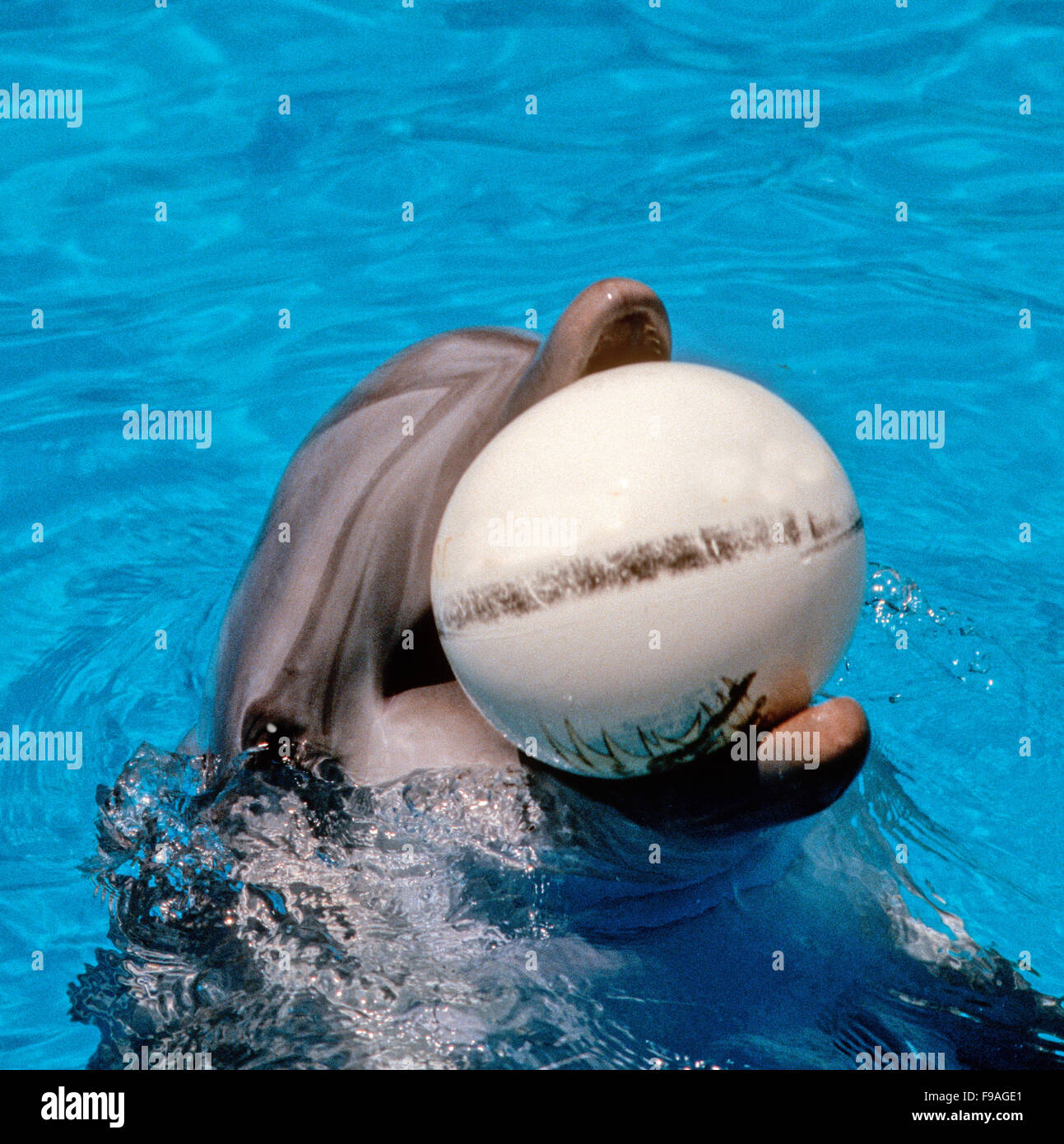 Bottlenose dolphins, the genus Tursiops, this is a captive dolphin in a marine park. Stock Photo