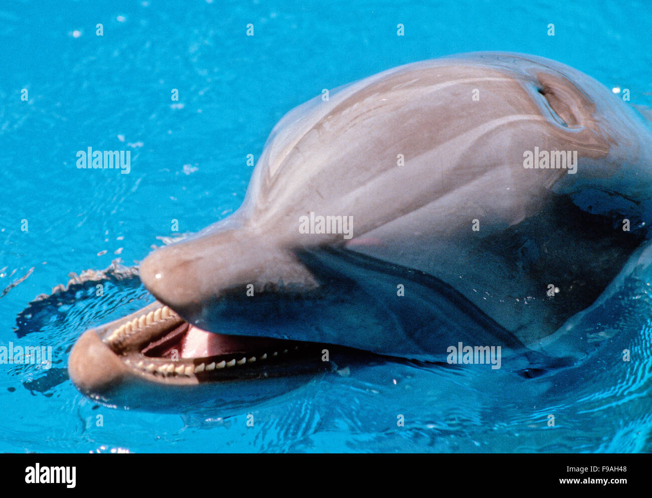 Bottlenose dolphins, the genus Tursiops, are the most common and well-known members of the family Delphinidae Stock Photo