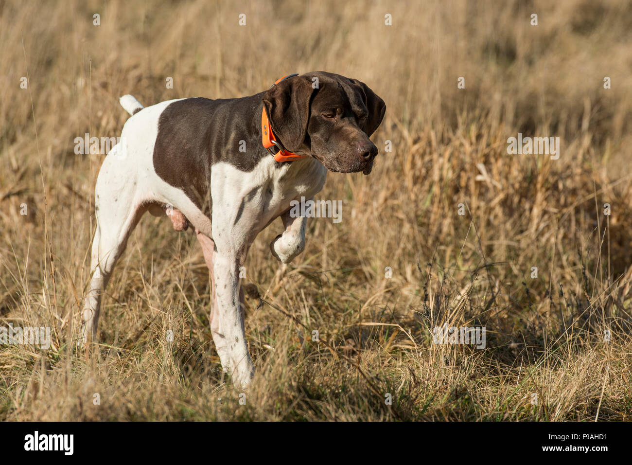 German Short Hair Pointer Stock Photos German Short Hair Pointer