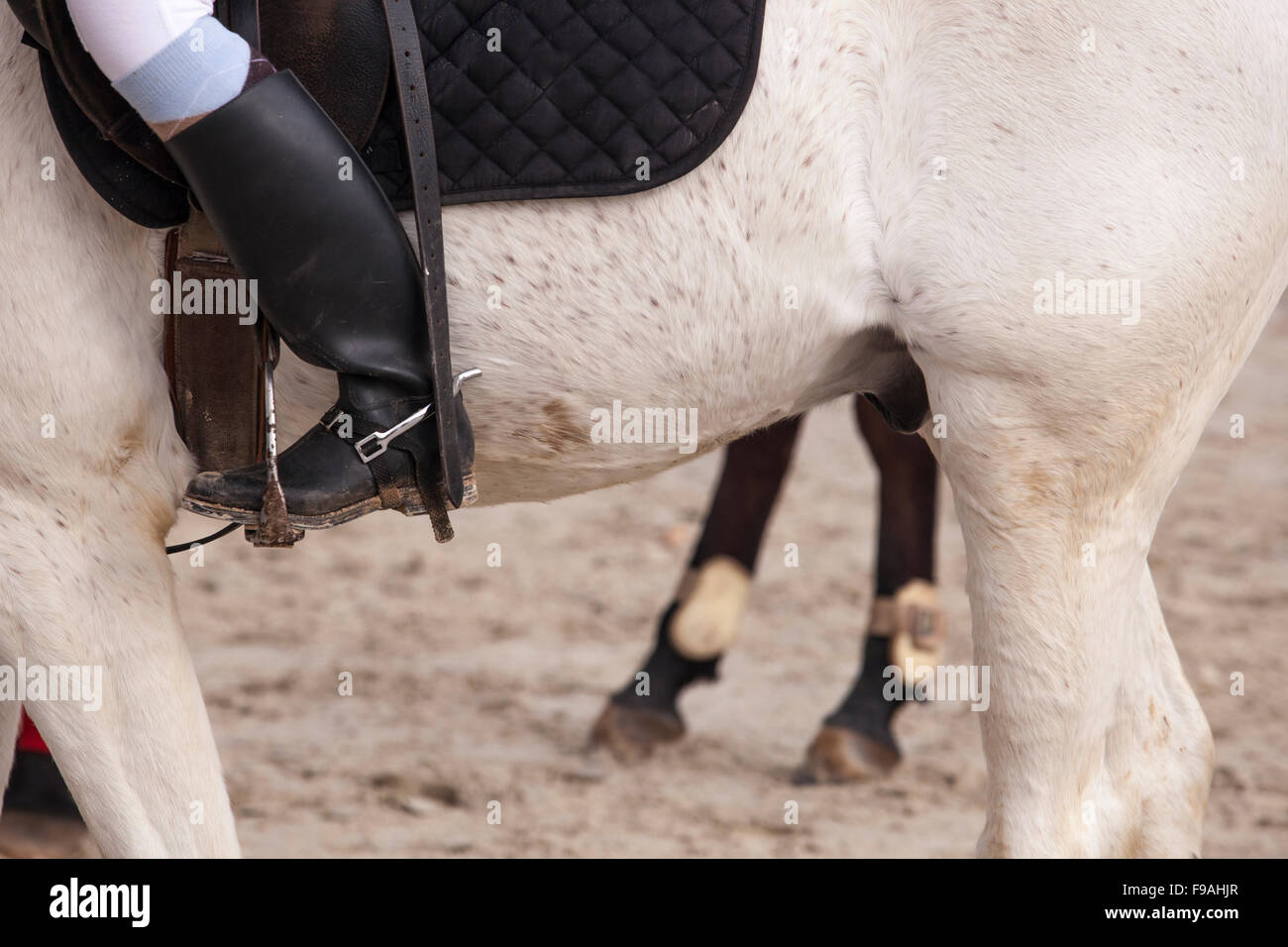 Detailed view of a boot rider with spurs at jumping competition Stock Photo