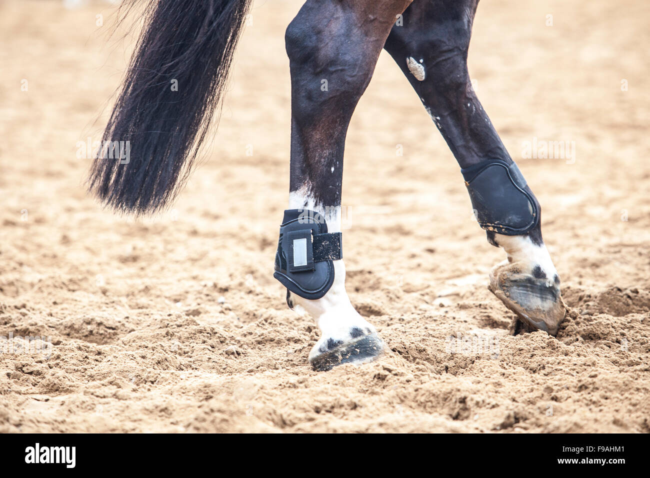 horse training boots