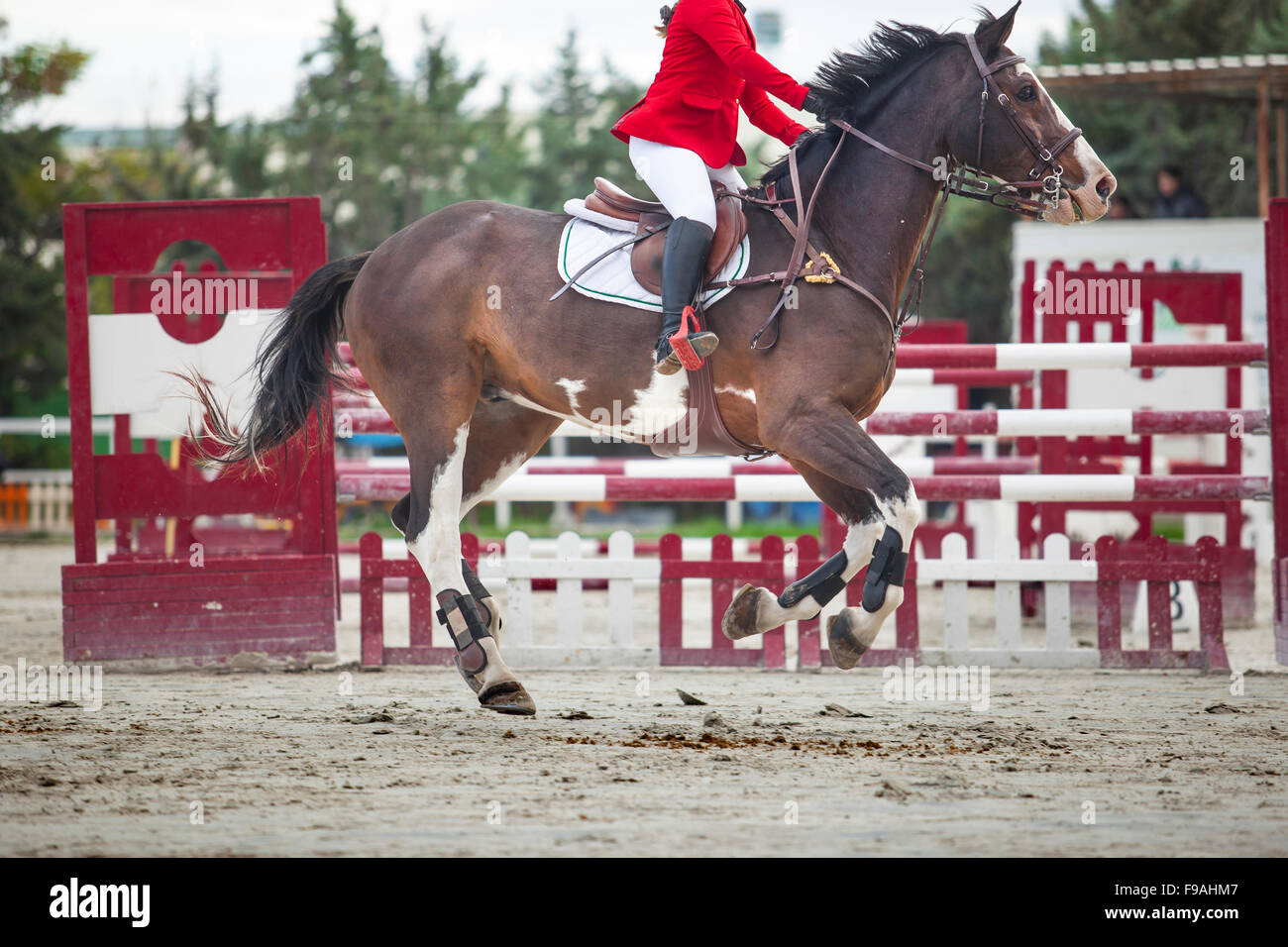Horse trotting before overtaking the obstacle at horse jumping competition Stock Photo