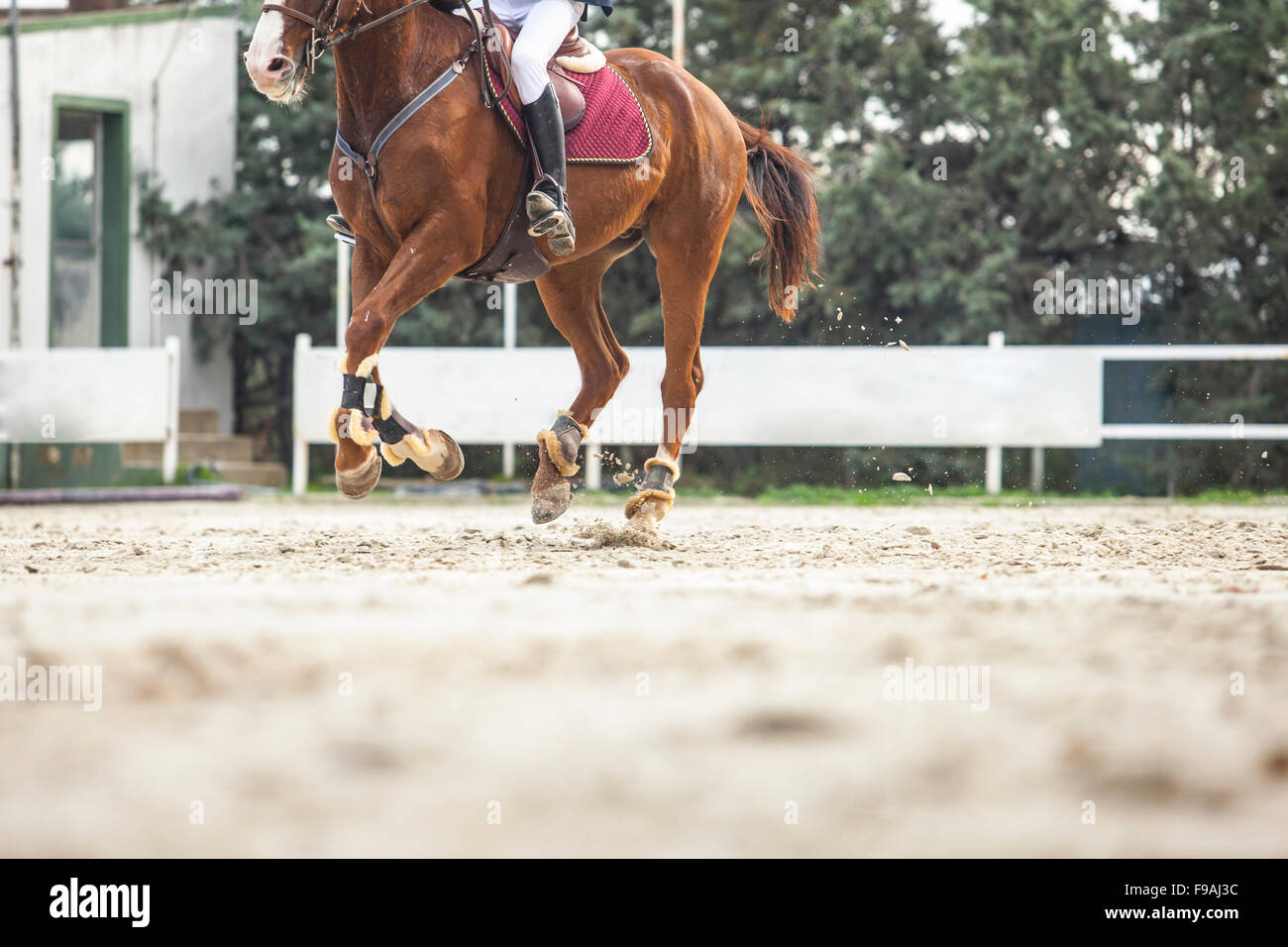 Horse starting the race before overtaking the obstacle at horse jumping competition Stock Photo