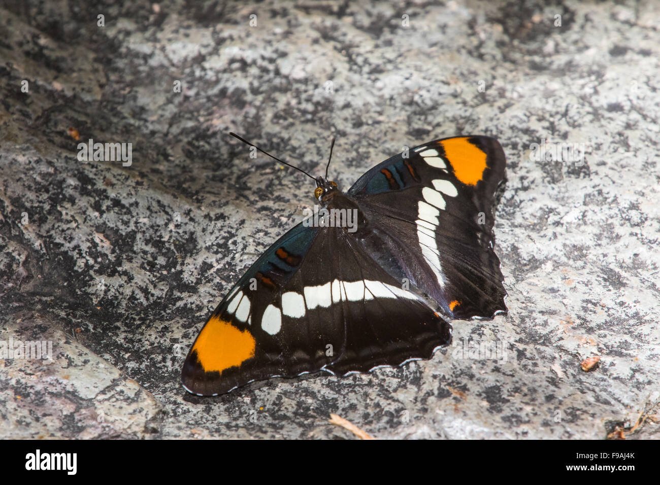 An Arizona Sister butterfly, Adelpha eulalia, basking on a rock in Big Bend National Park Stock Photo