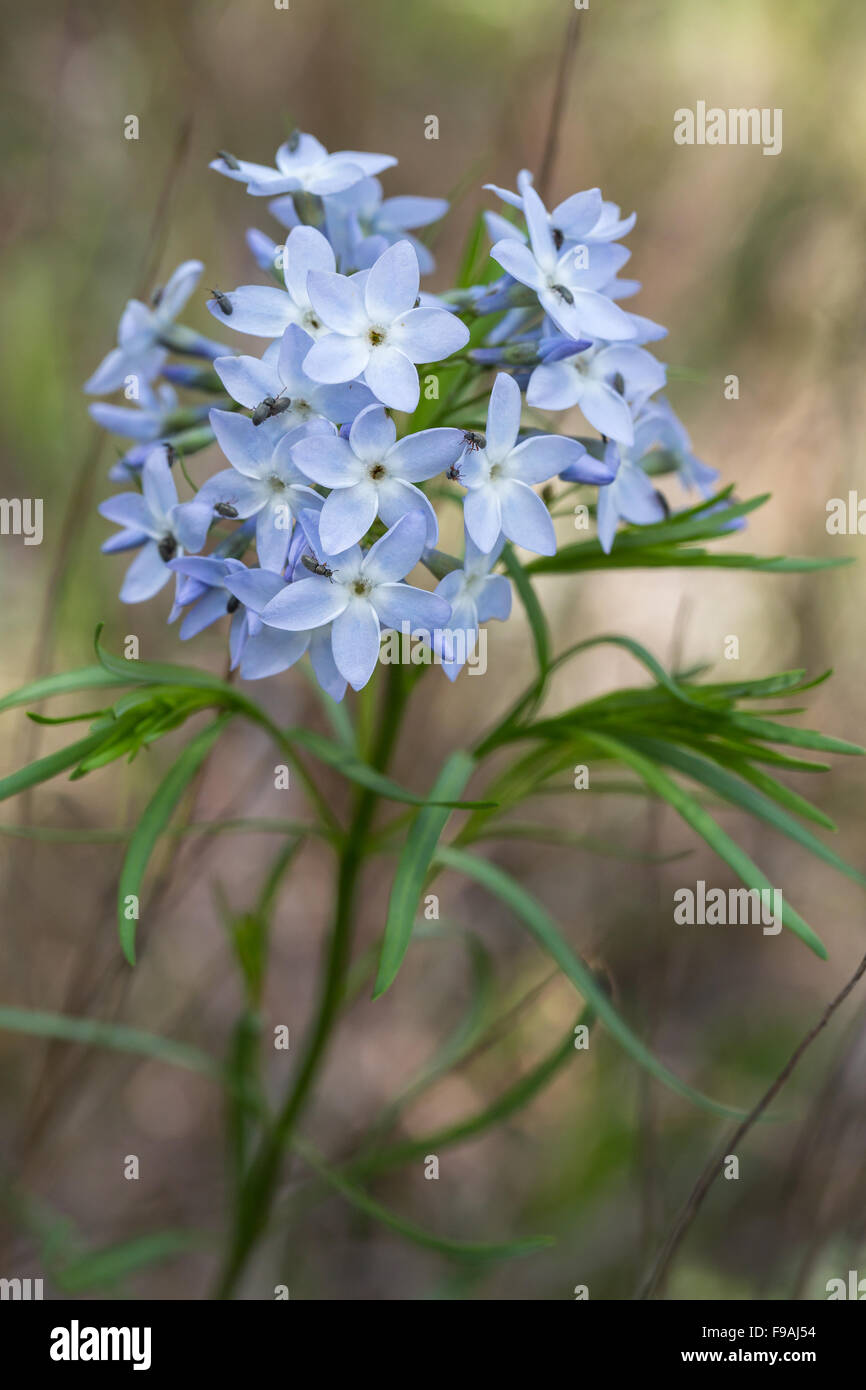 A fresh bouquet of Bluestar wildflowers, Amsonia ciliata, in the Texas Hill Country Stock Photo