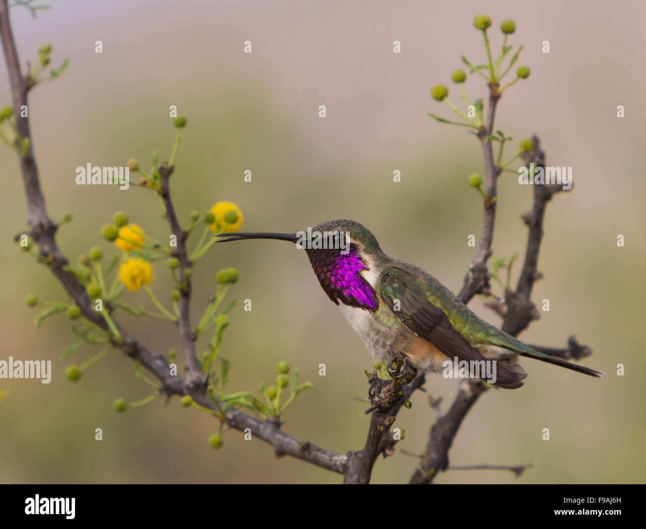 A male Lucifer Hummingbird, Calothorax lucifer, perched in blooming Huisache showing purple gorget Stock Photo
