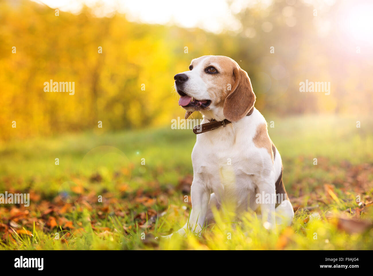 Beagle dog portrait on sunshine background in nature Stock Photo