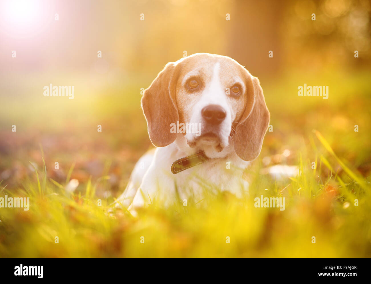 Beagle dog portrait on sunshine background in nature Stock Photo