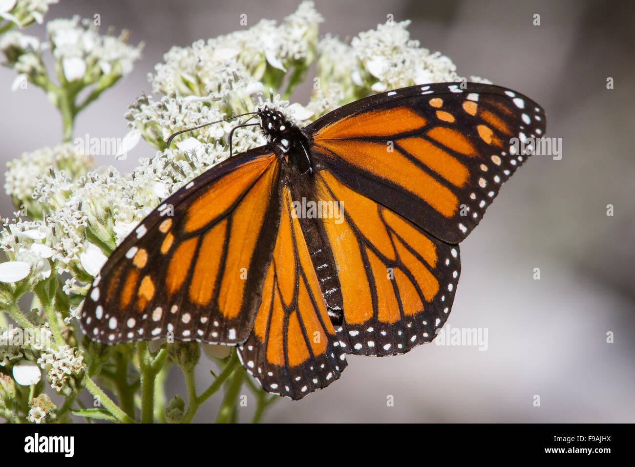 Monarch, Danaus plexippus, female, on Frostweed, Verbesina virginica Stock Photo