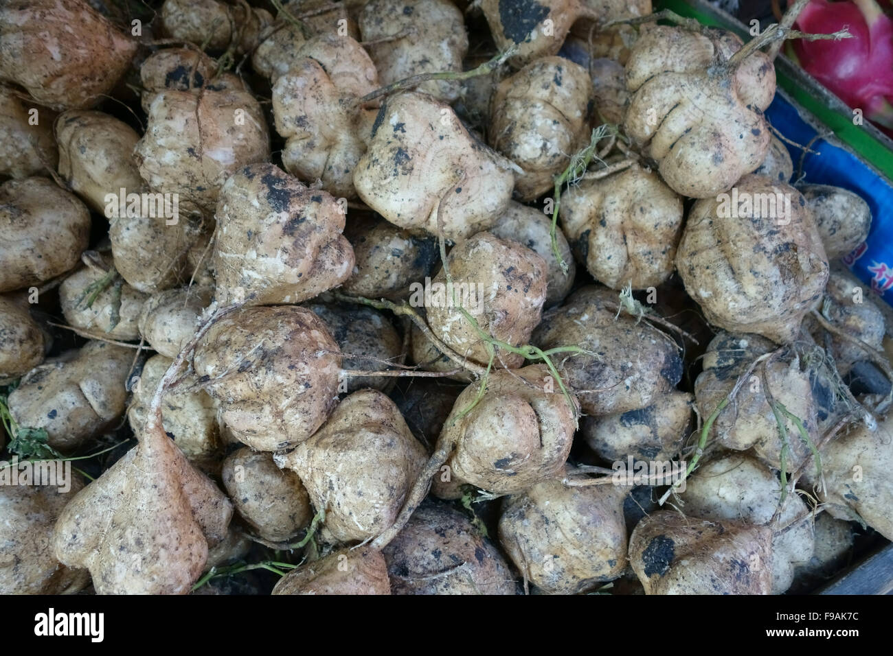 Jicama, Mexican yambean or Mexican turnip tuberous roots for sale in a Bangkok wet food market, Thailand Stock Photo