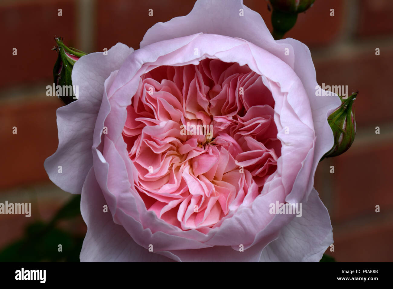 Pink scented bloom on a David Austin rose, Wisley 2008 ( Ausbreeze ), Berkshire, June Stock Photo