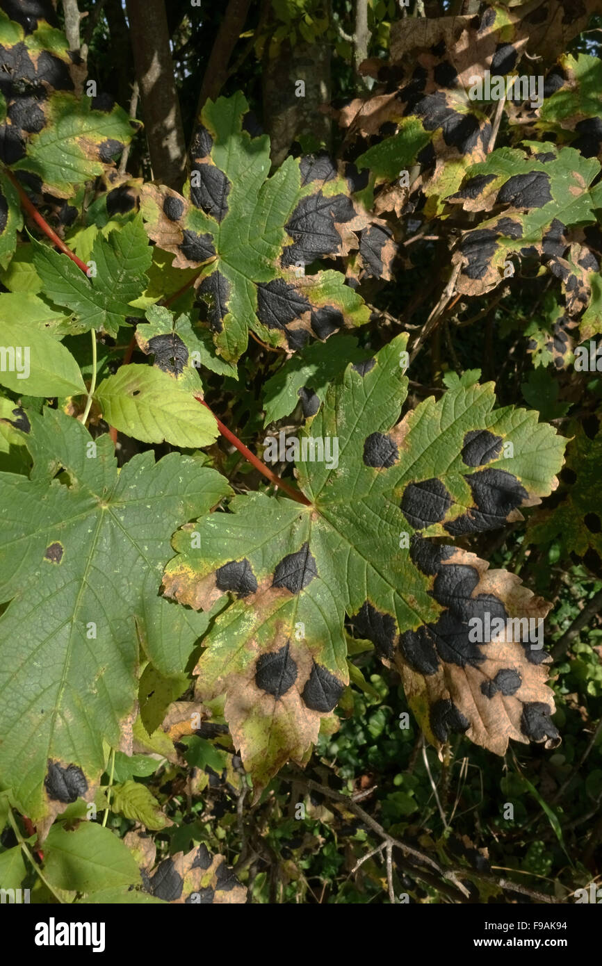 Tar spot, Rhytisma acxerinum, bold black disease spots and necrosis on a sycamore leaf, Berkshire Stock Photo