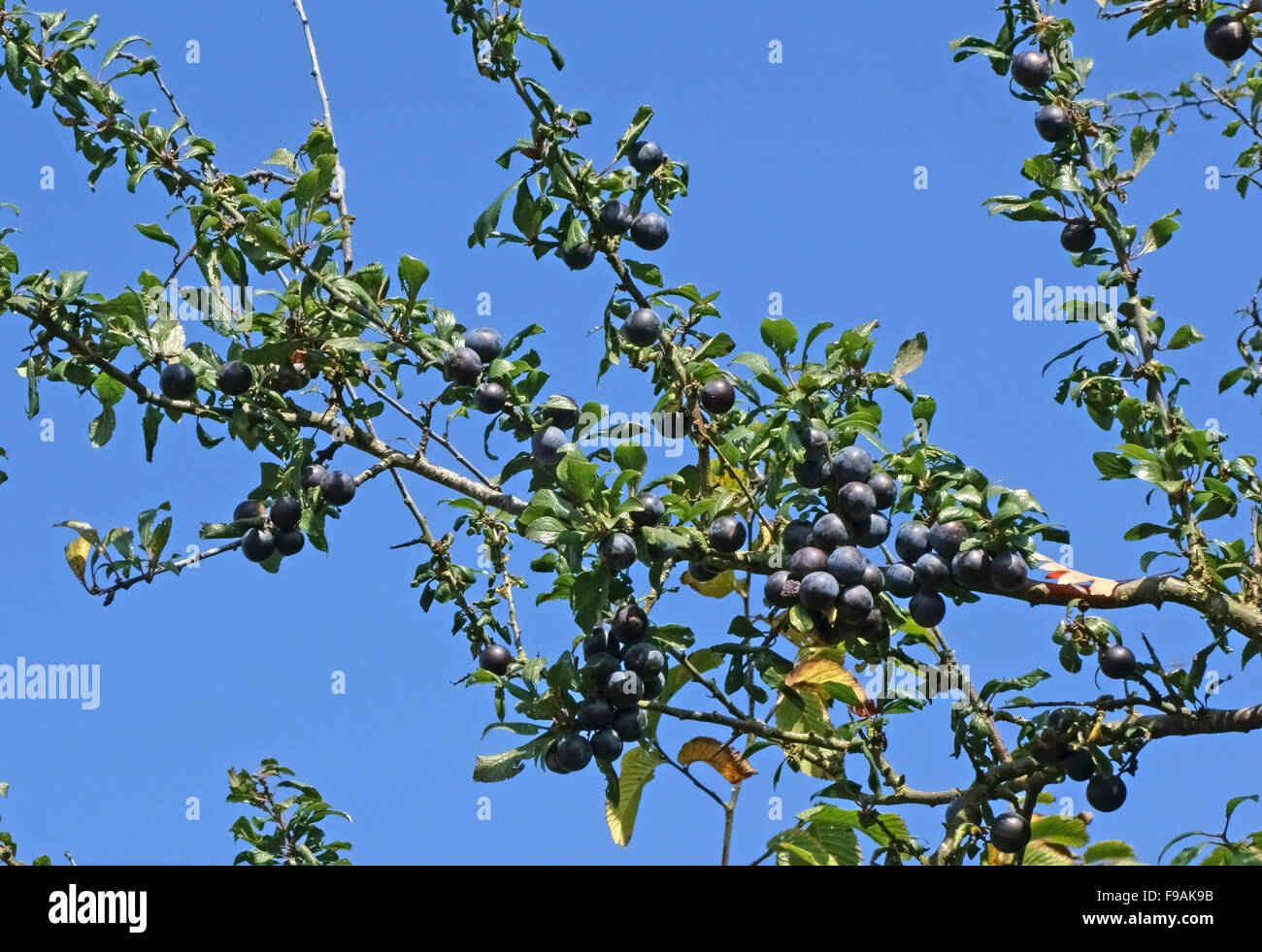 Blackthorn, Prunus spinosa, fruit sloes ripe and ready to harvest in autumn, Berkshire, October Stock Photo
