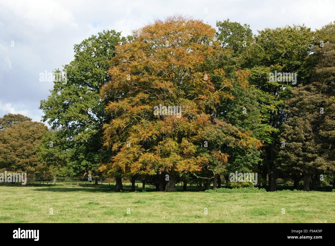 Beech trees in a small group in varying shades of change to autumn colours with other trees on Hungerford Common Stock Photo