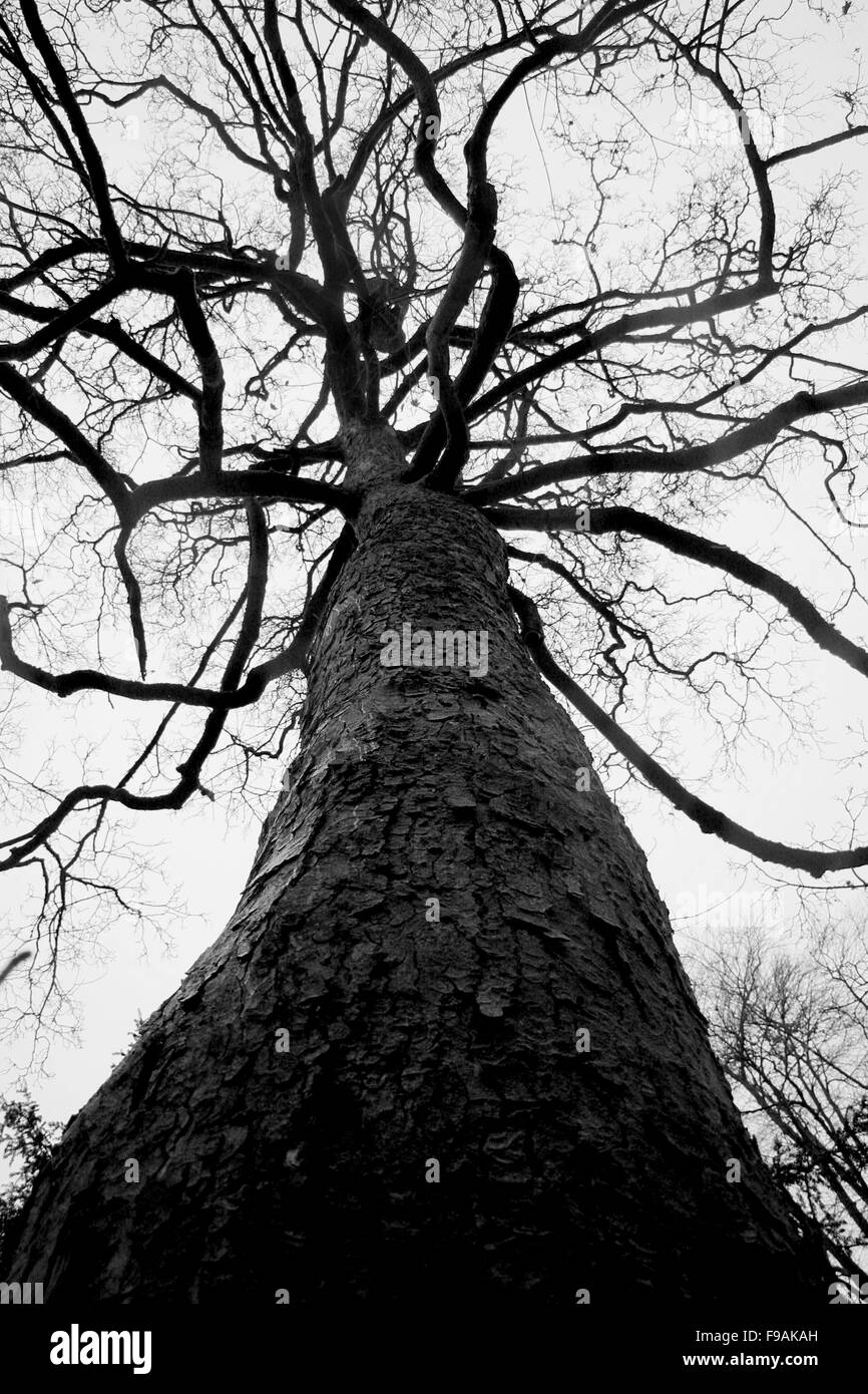 Black and white tree, Pittencrieff Park Dunfermline Fife Scotland Stock