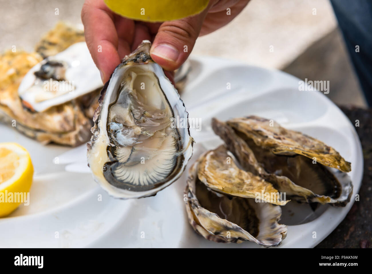 Male hand holding oysters on a plastic plate near the sea Stock Photo