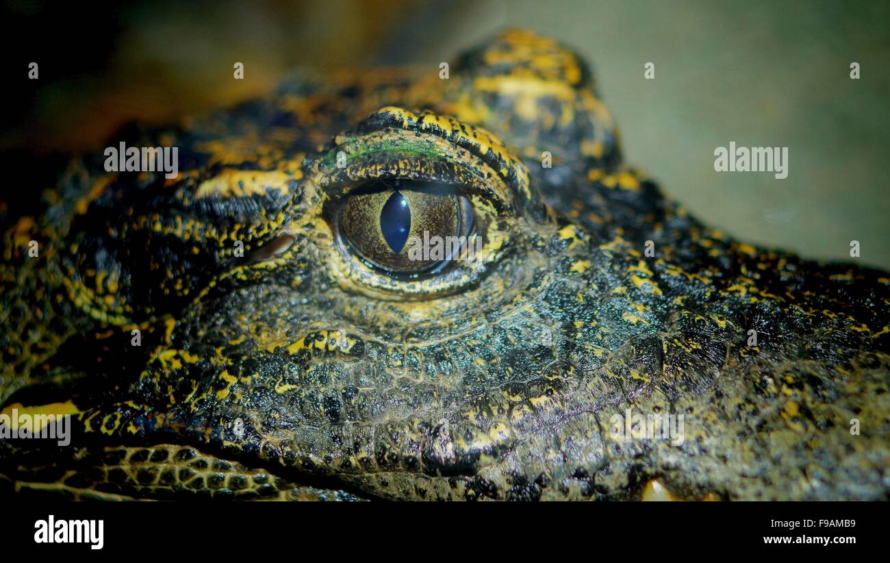 Crocodile Tears Stock Photo 91819261 Alamy