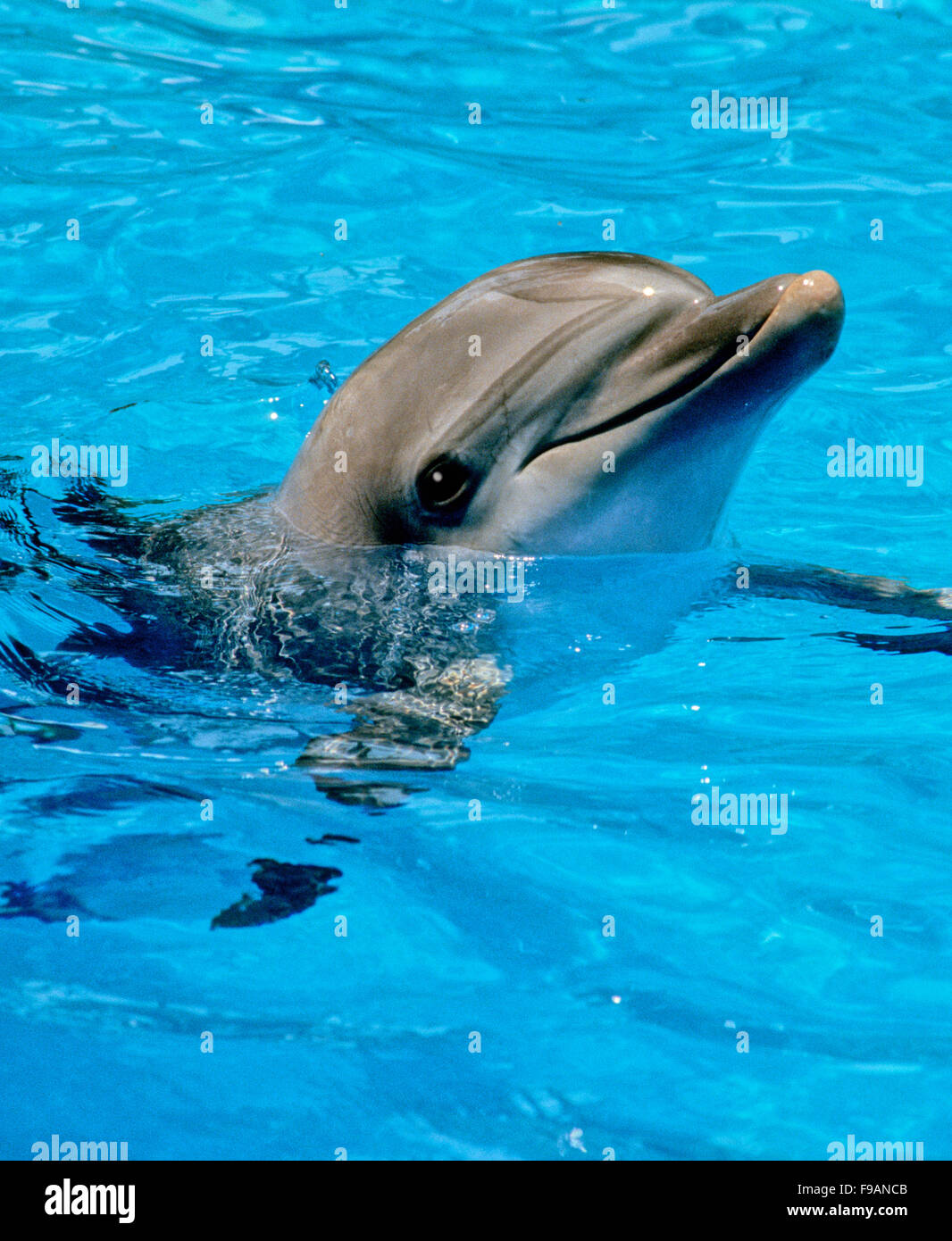 Bottlenose dolphins, the genus Tursiops, are the most common and well-known members of the family Delphinidae Stock Photo