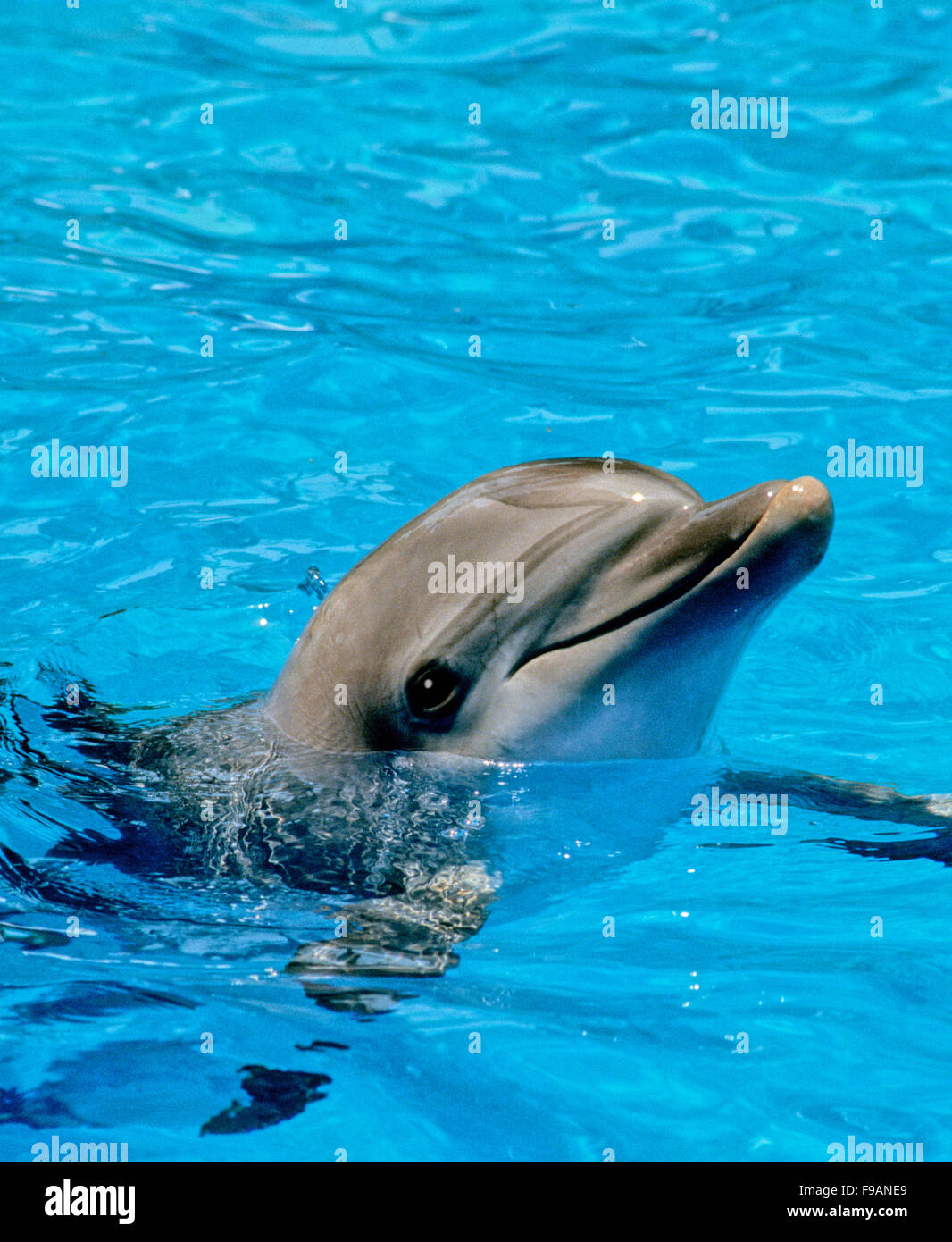 Bottlenose dolphins, the genus Tursiops, are the most common and well-known members of the family Delphinidae Stock Photo