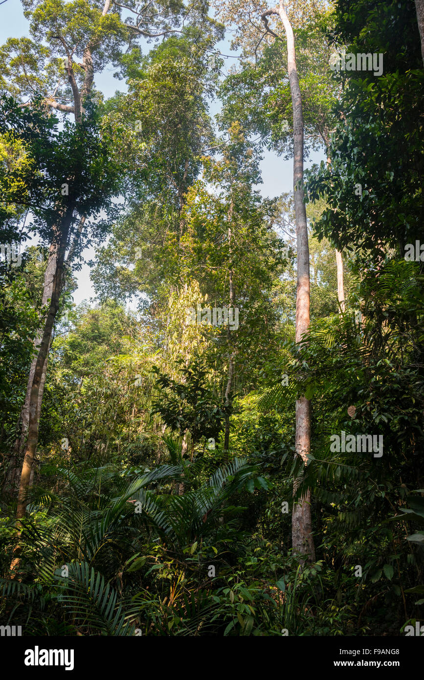 Thicket, trees, jungle, Kuala Tahan, Taman Negara, Malaysia Stock Photo