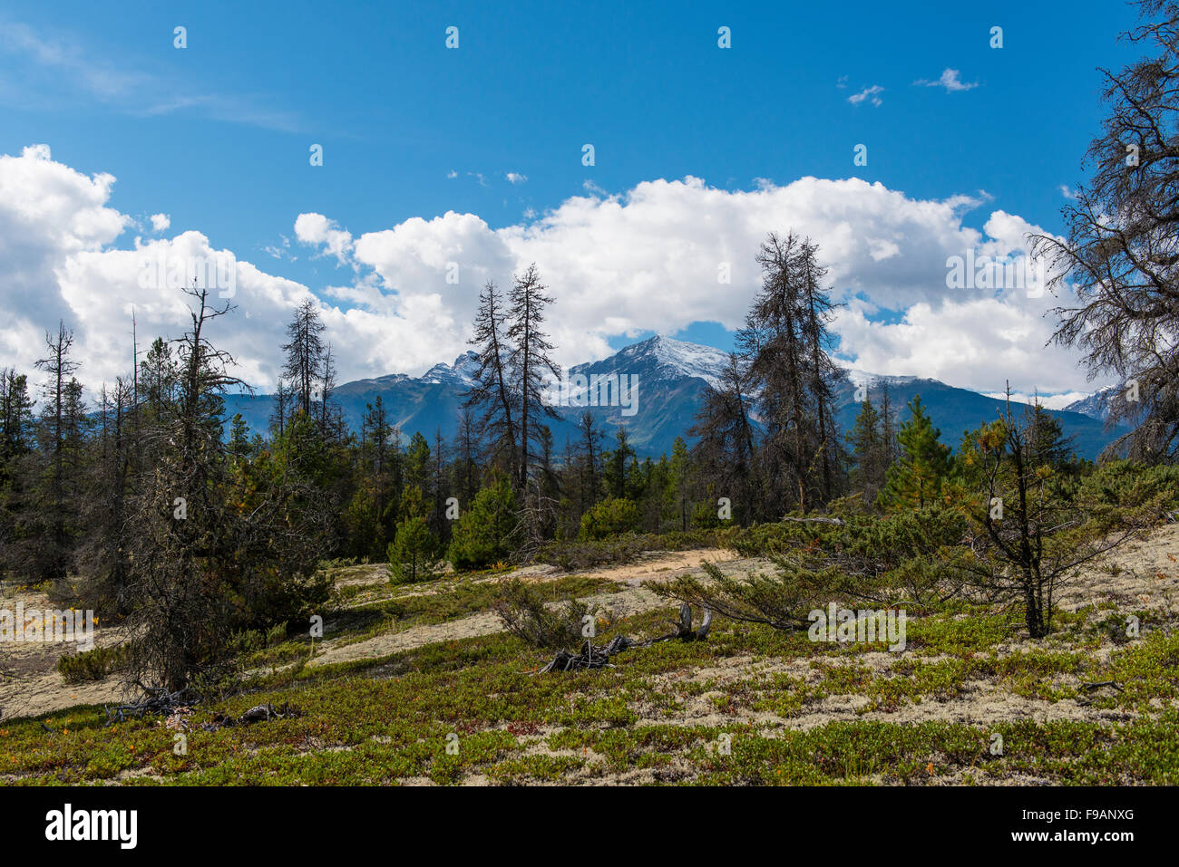 Jackman flats valemount british columbia hires stock photography and