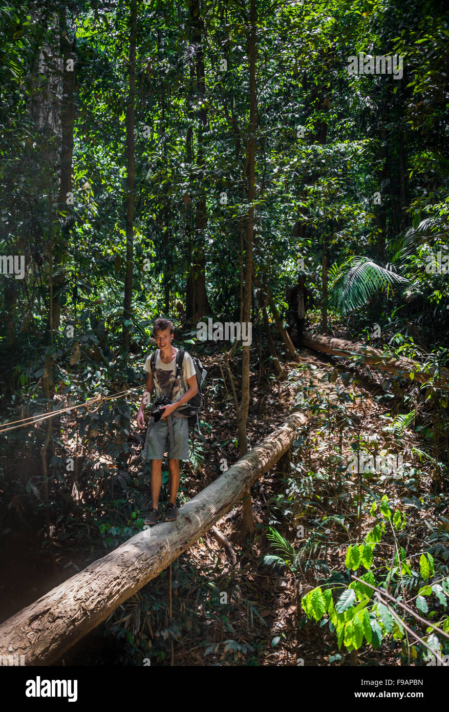 Hiker, young man balancing on tree trunk in jungle, Kuala Tahan, Taman Negara, Malaysia Stock Photo