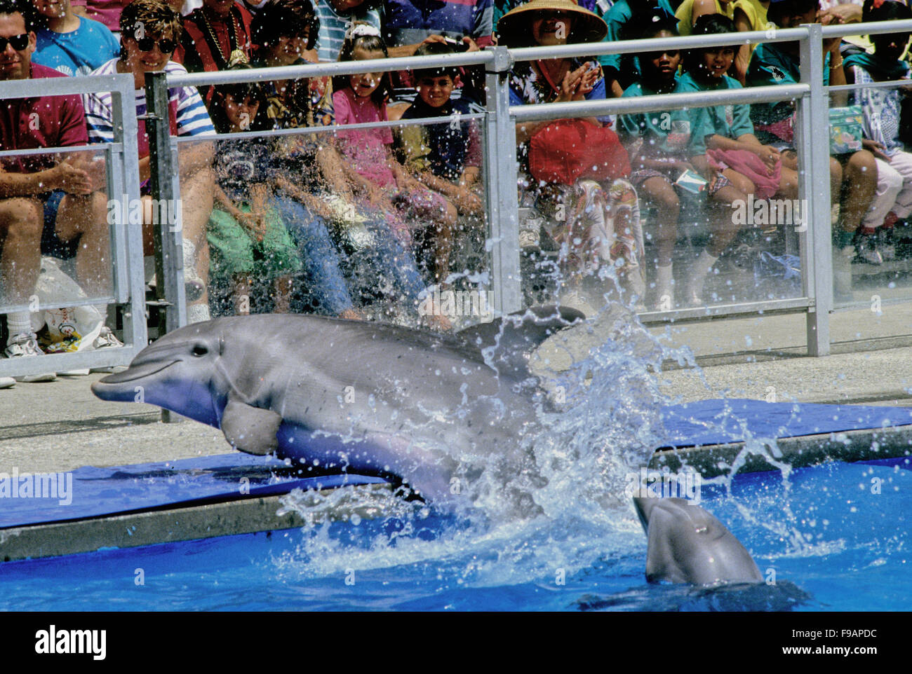 Bottlenose dolphins, the genus Tursiops, this is a captive dolphin in a marine park. Stock Photo