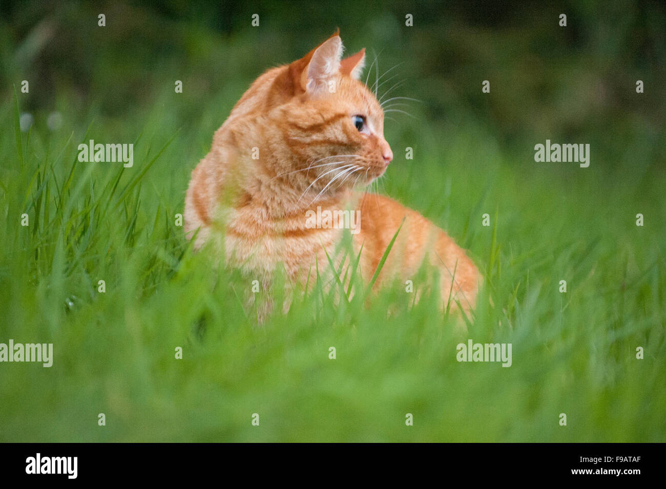 Ginger cat hunting in grass in Aberdeenshire, Scotland Stock Photo Alamy